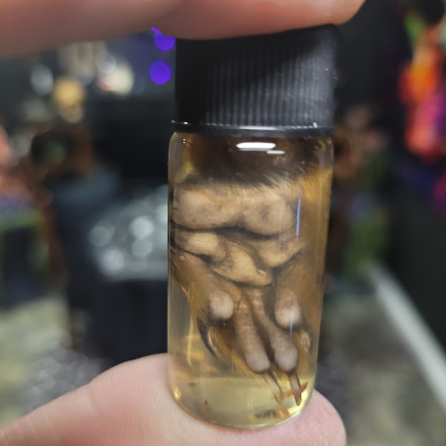 Squirrel Foot Wet Specimen