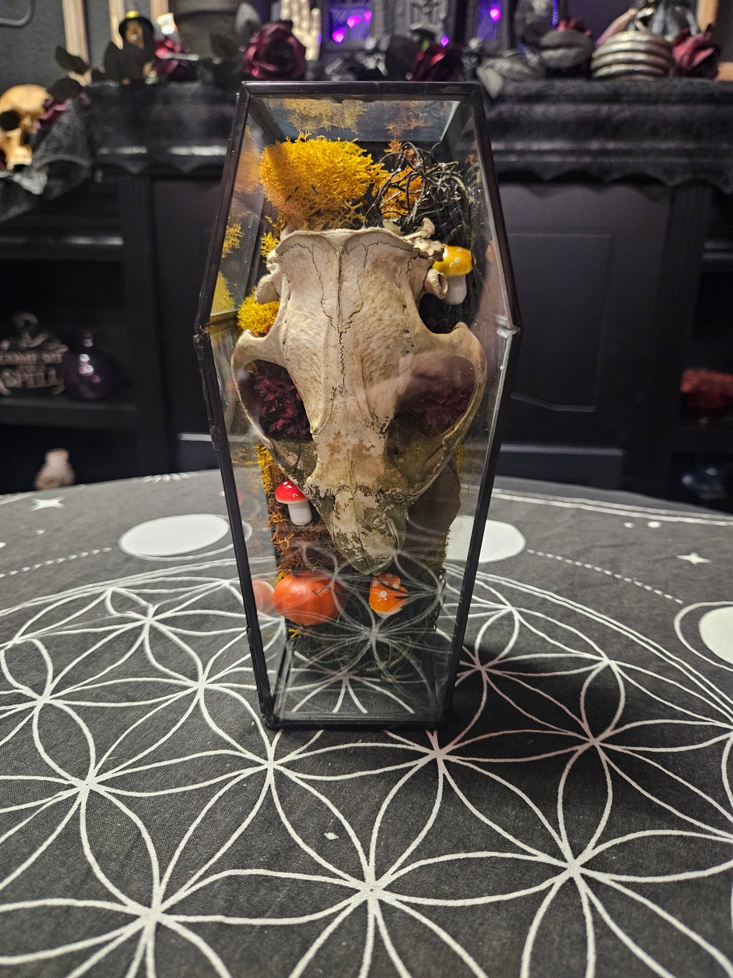 Autumn Beauty Beaver Skull and Moss Terrarium