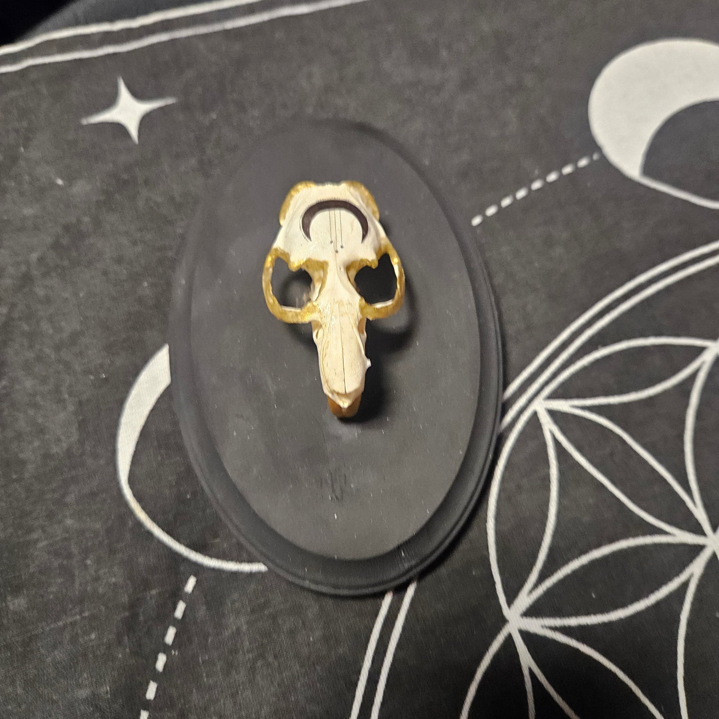 Muskrat Skull Wall Art