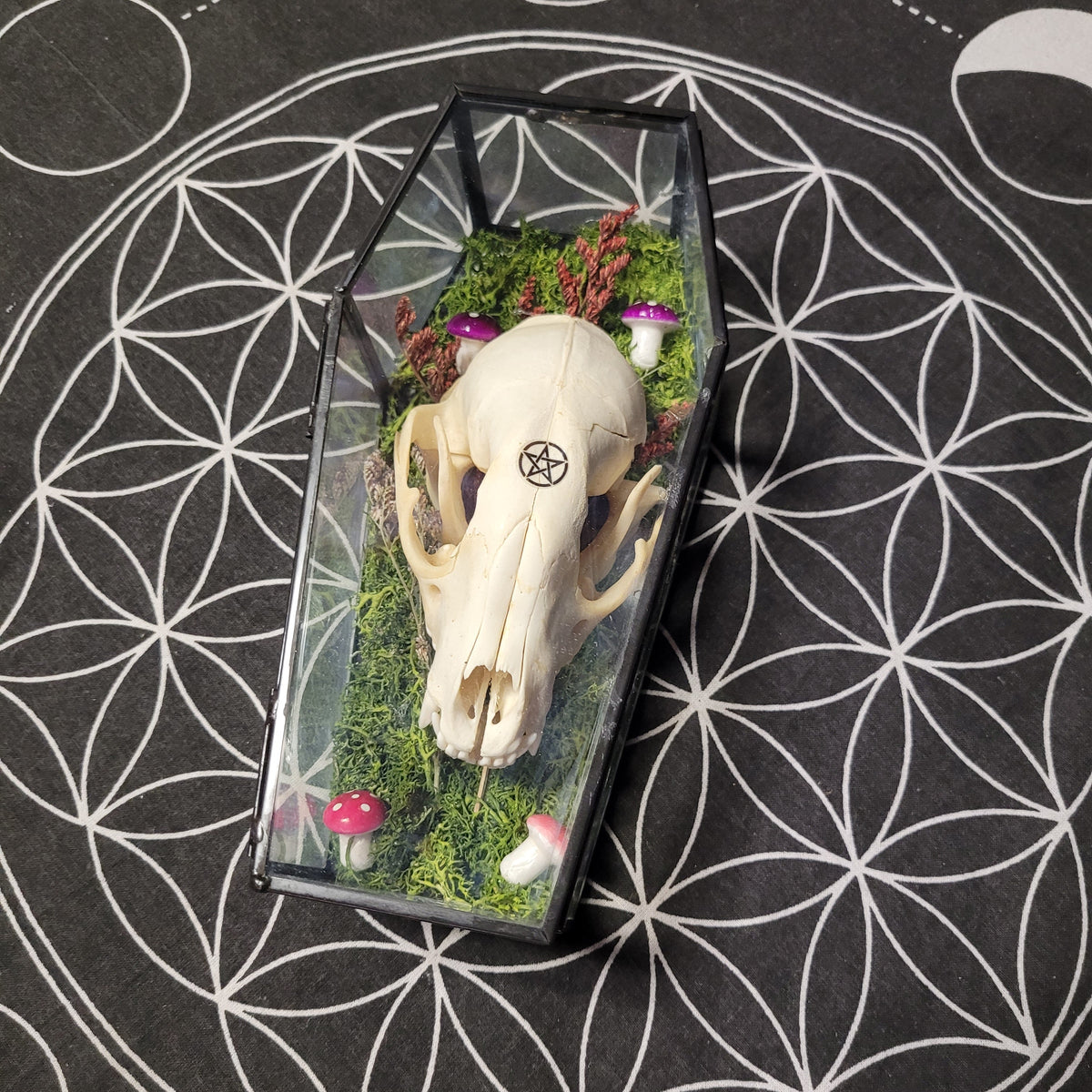 Glass Coffin Racoon Skull & Mushrooms