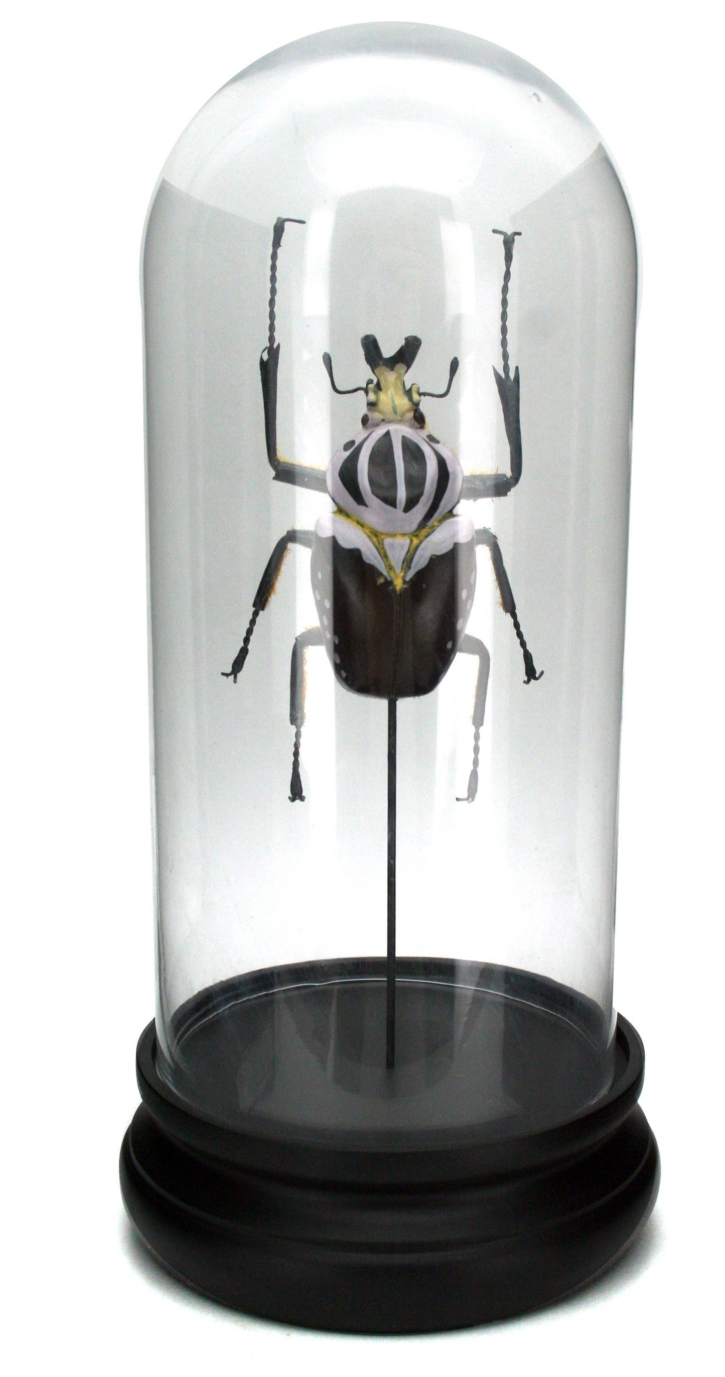 Goliath Beetle Glass Cloche