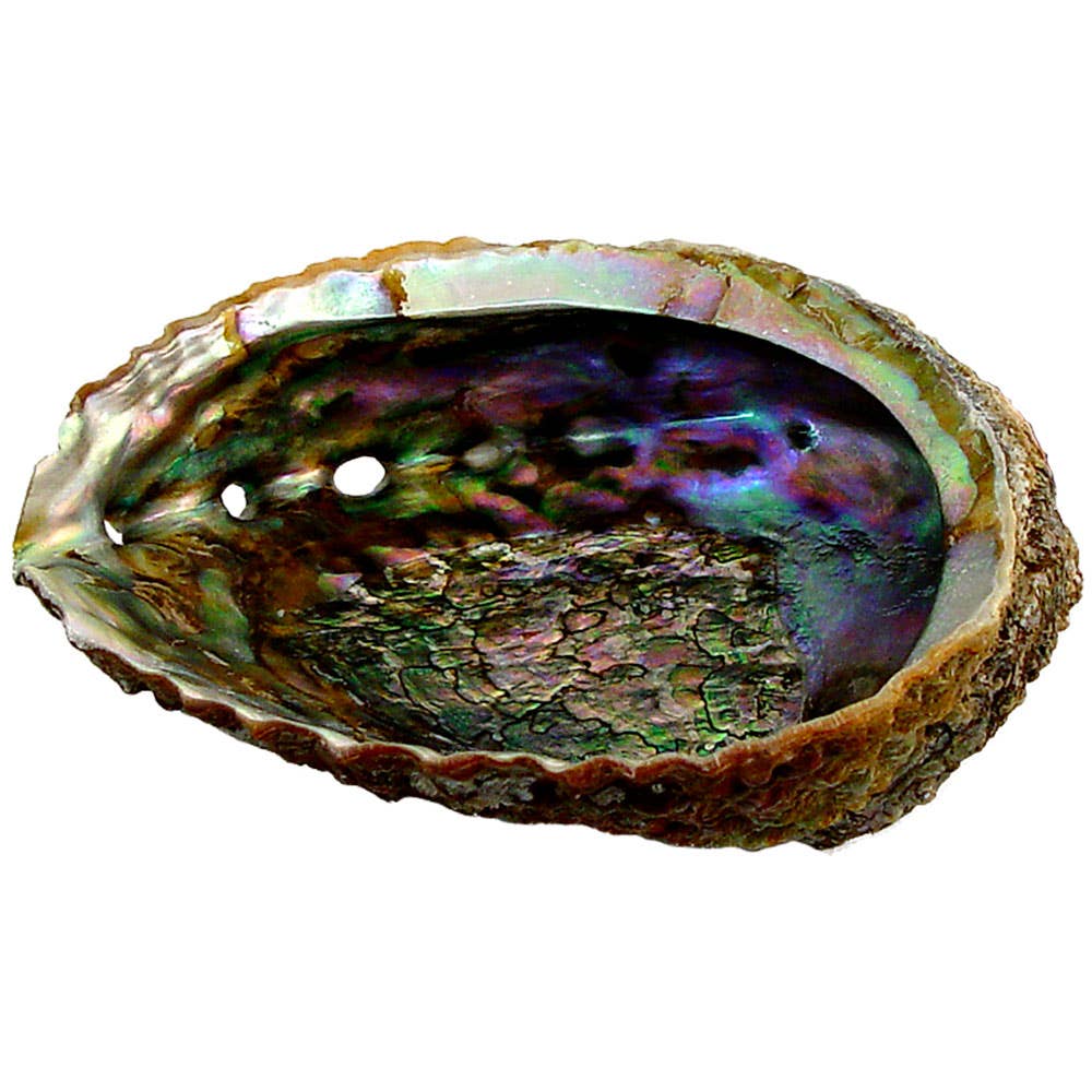 Abalone Shell