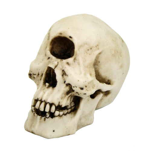 Cyclops Skull