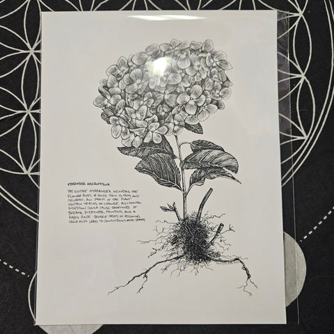 Hyrdrangea Poisonous Flower Art Print