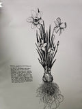 Daffodil Poisonous Flower Art Print