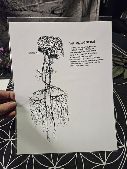 Vagusnerve Art Print