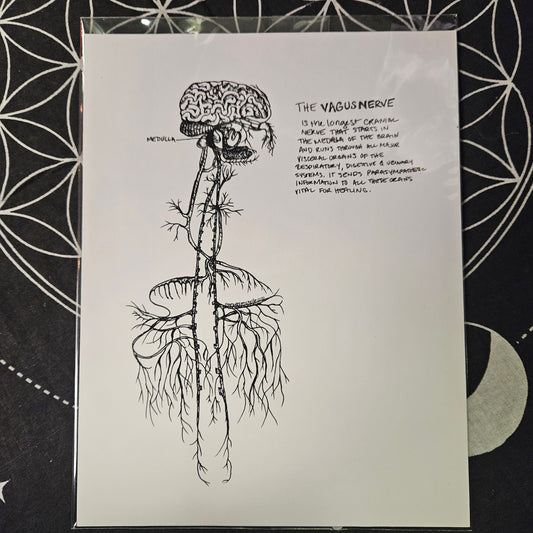 Vagusnerve Art Print