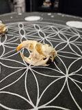 Decorated Muskrat Skull