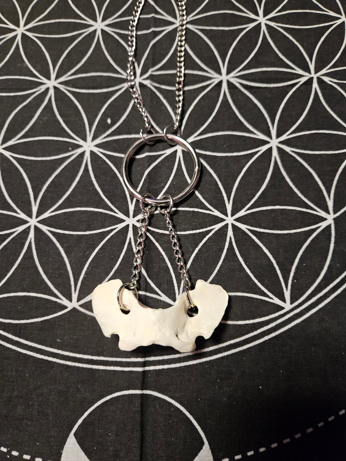 Coyote Vertebrae Necklace