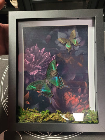 Butterfly & Flowers 8.5x11 Shadow Box