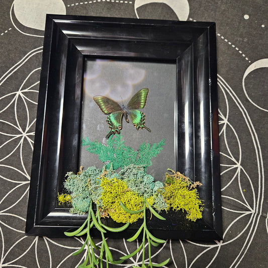 Greenery Framed Butterfly