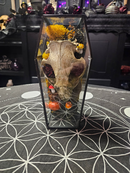 Autumn Beauty Beaver Skull and Moss Terrarium
