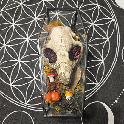 Autumn Beauty Beaver Skull and Moss Terrarium
