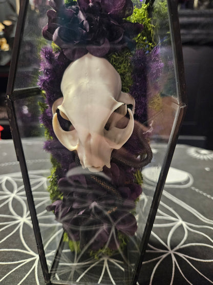 Glass Coffin Faux Cat Skull & Flowers