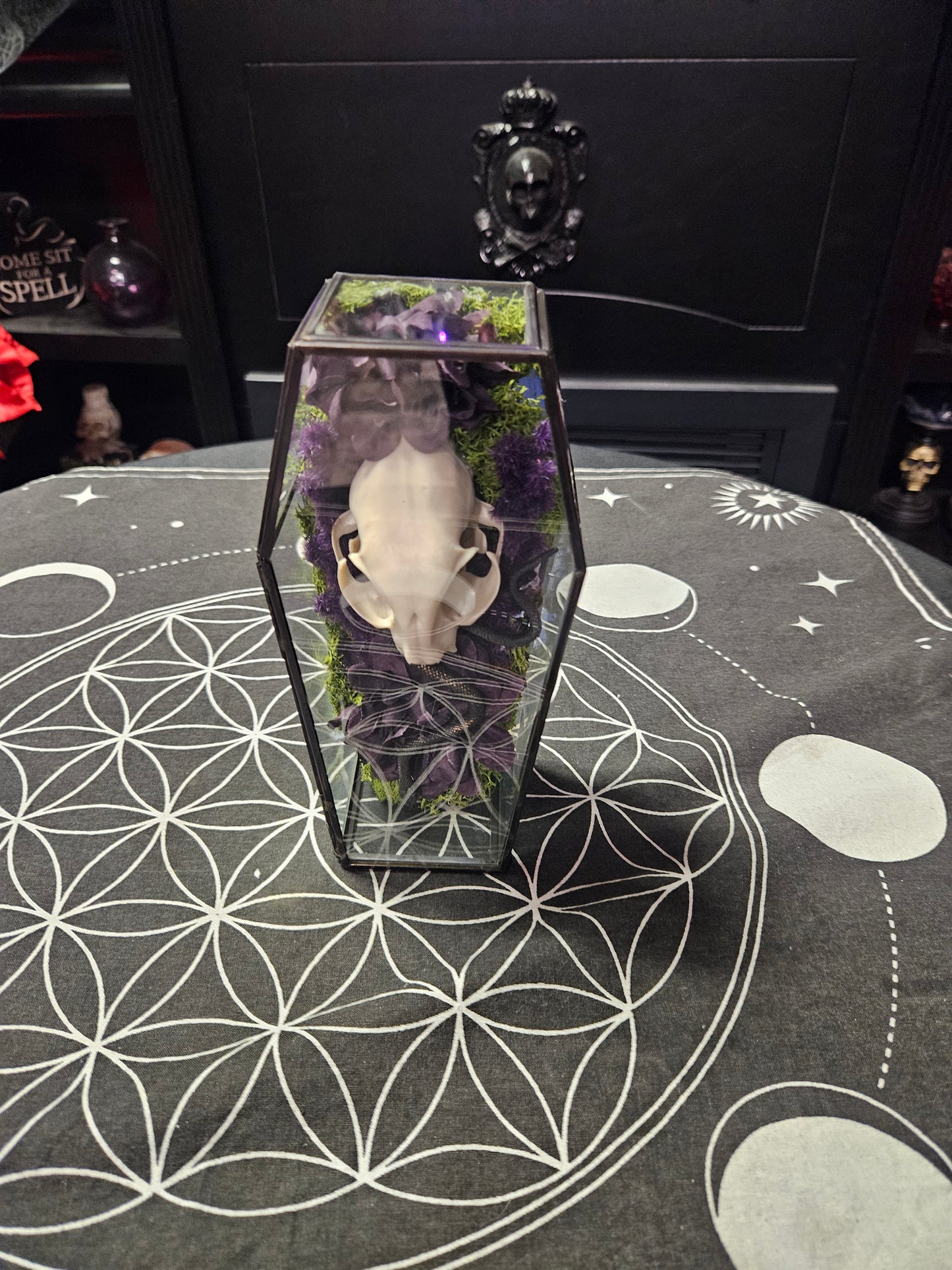 Glass Coffin Faux Cat Skull & Flowers