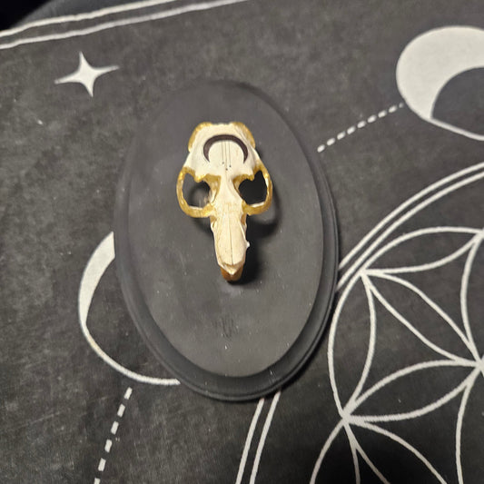 Muskrat Skull Wall Art