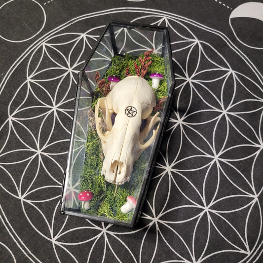 Glass Coffin Racoon Skull & Mushrooms