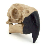 Parrot Skull