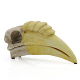Hornbill Skull Fossil
