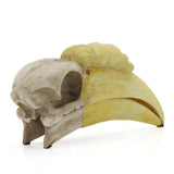 Hornbill Skull Fossil