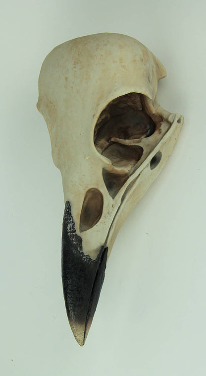 Corvus Bird of Prophecy Gothic Raven Skull Wall Hanging