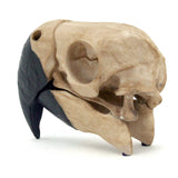 Parrot Skull