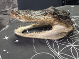 Alligator Head