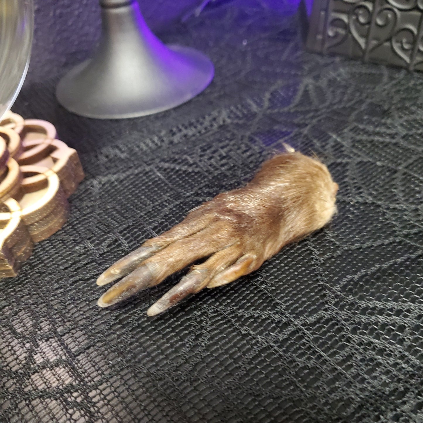 Beaver Paw