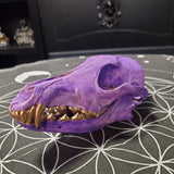 Purple Coyote Skull