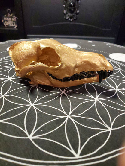 Gold Coyote Skull