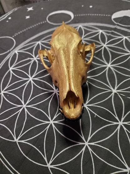 Gold Coyote Skull