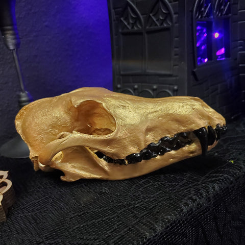 Gold Coyote Skull