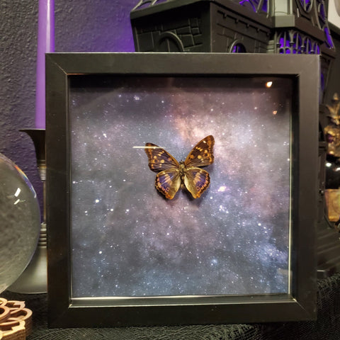 Spacey Butterfly Shadowbox