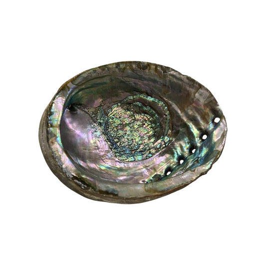 Abalone Shell