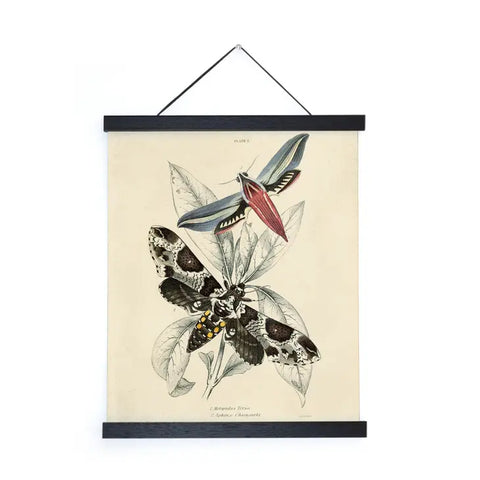 Vintage Insect Sphinx Moth Print w/ walnut frame