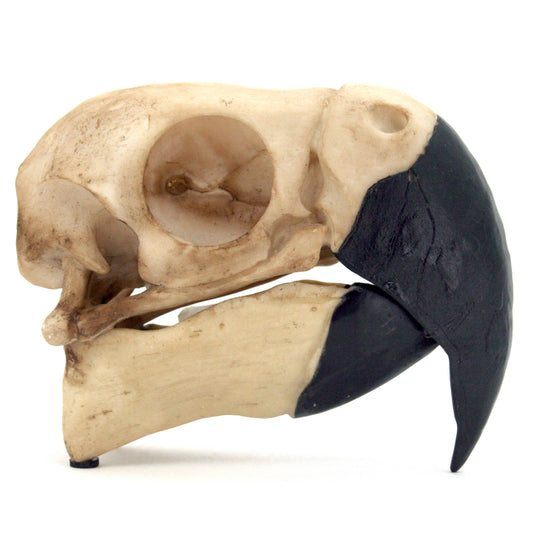 Parrot Skull